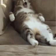 Loyyy
