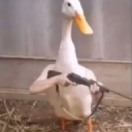 frower