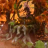 Organic Autumn Forest Spawn/Decoration // HUGE $20 LEAK // Highly Detailed